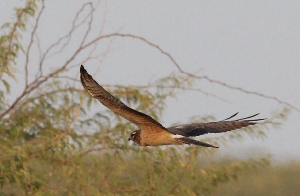 фотографија од птица во Маврово