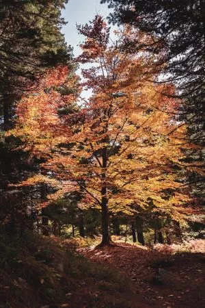 фотографија од дрвјата во шар планинската шума